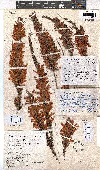 Erica pillansii subsp. pillansii image