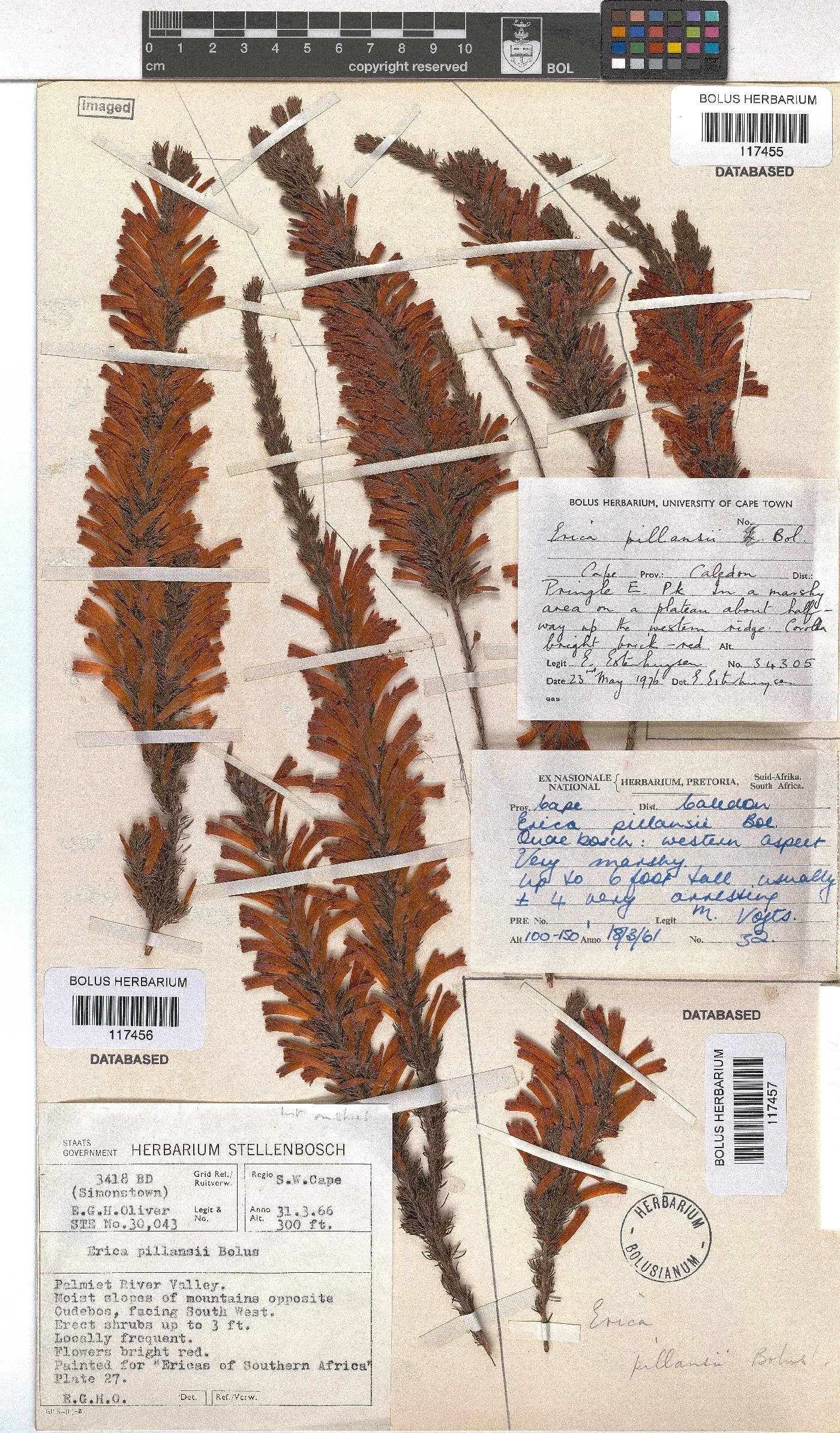 Erica pillansii image