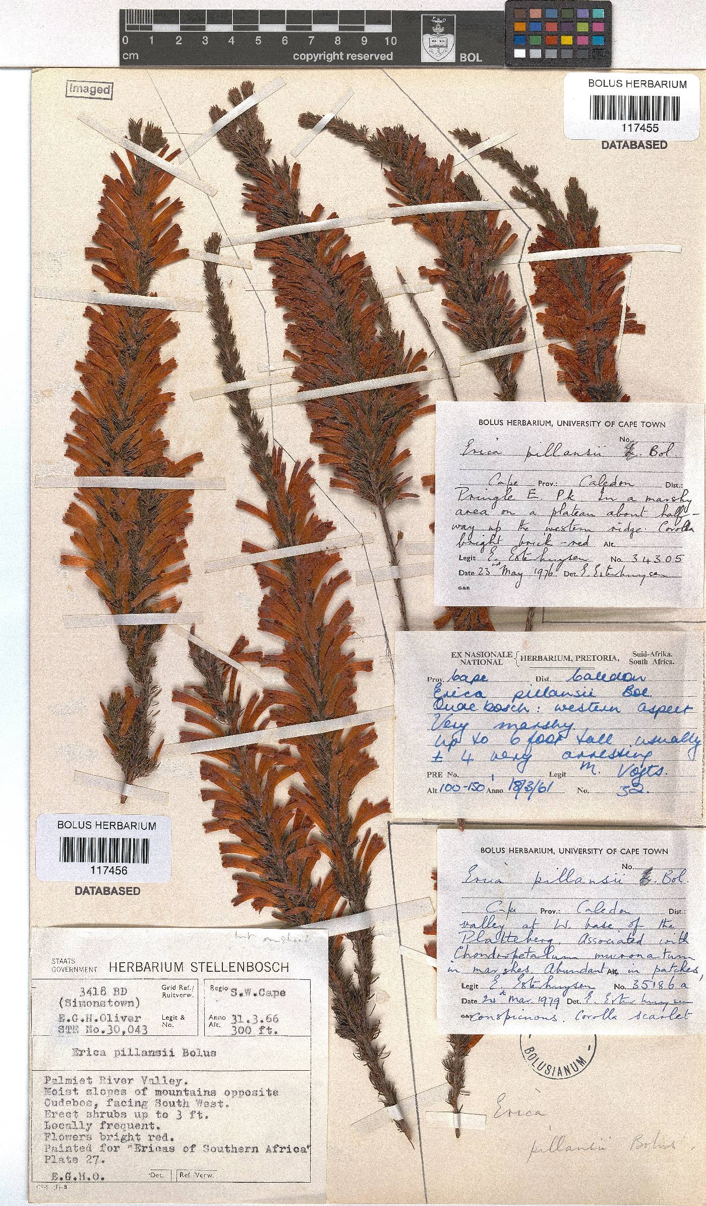 Erica pillansii image