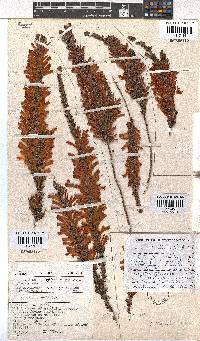 Erica pillansii subsp. pillansii image