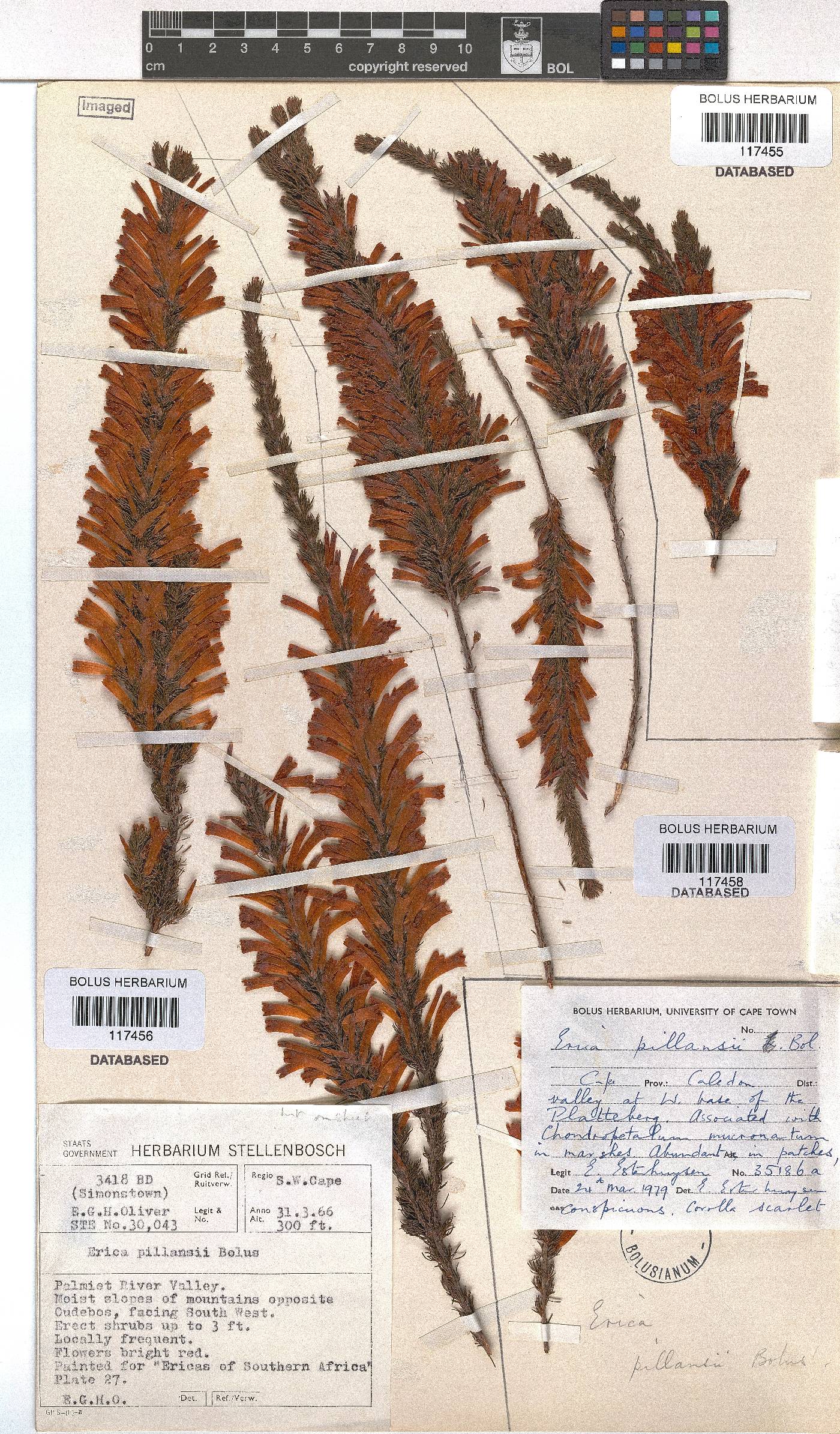 Erica pillansii subsp. pillansii image