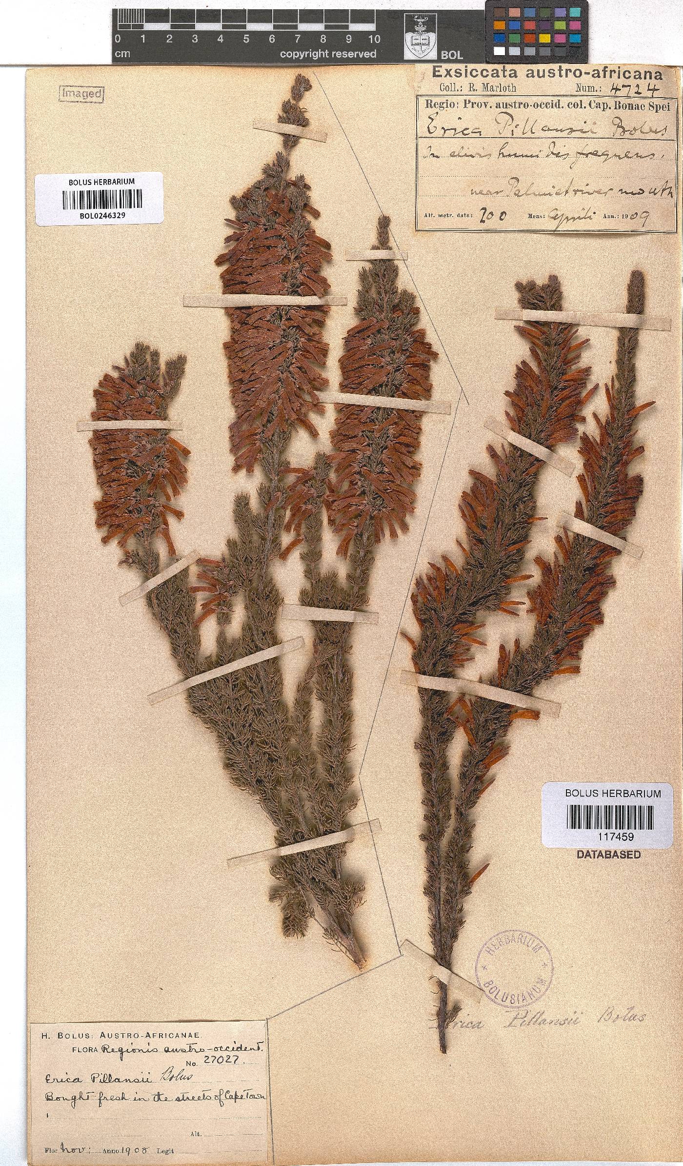 Erica pillansii subsp. pillansii image