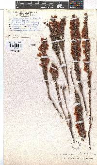 Erica xanthina image