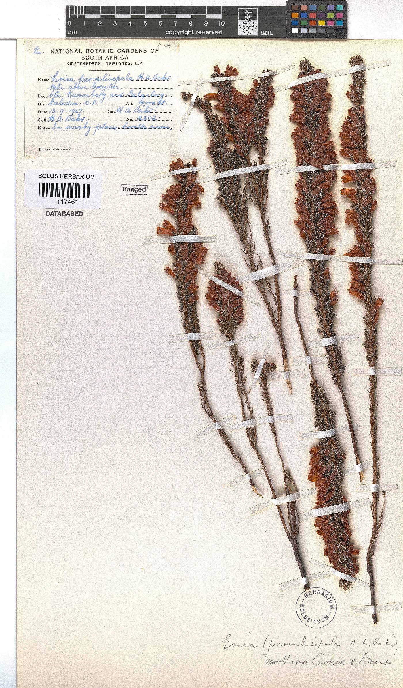 Erica xanthina image