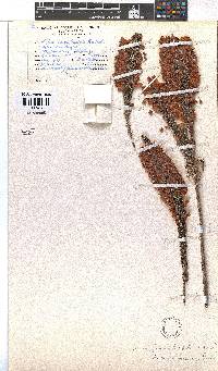 Erica xanthina image