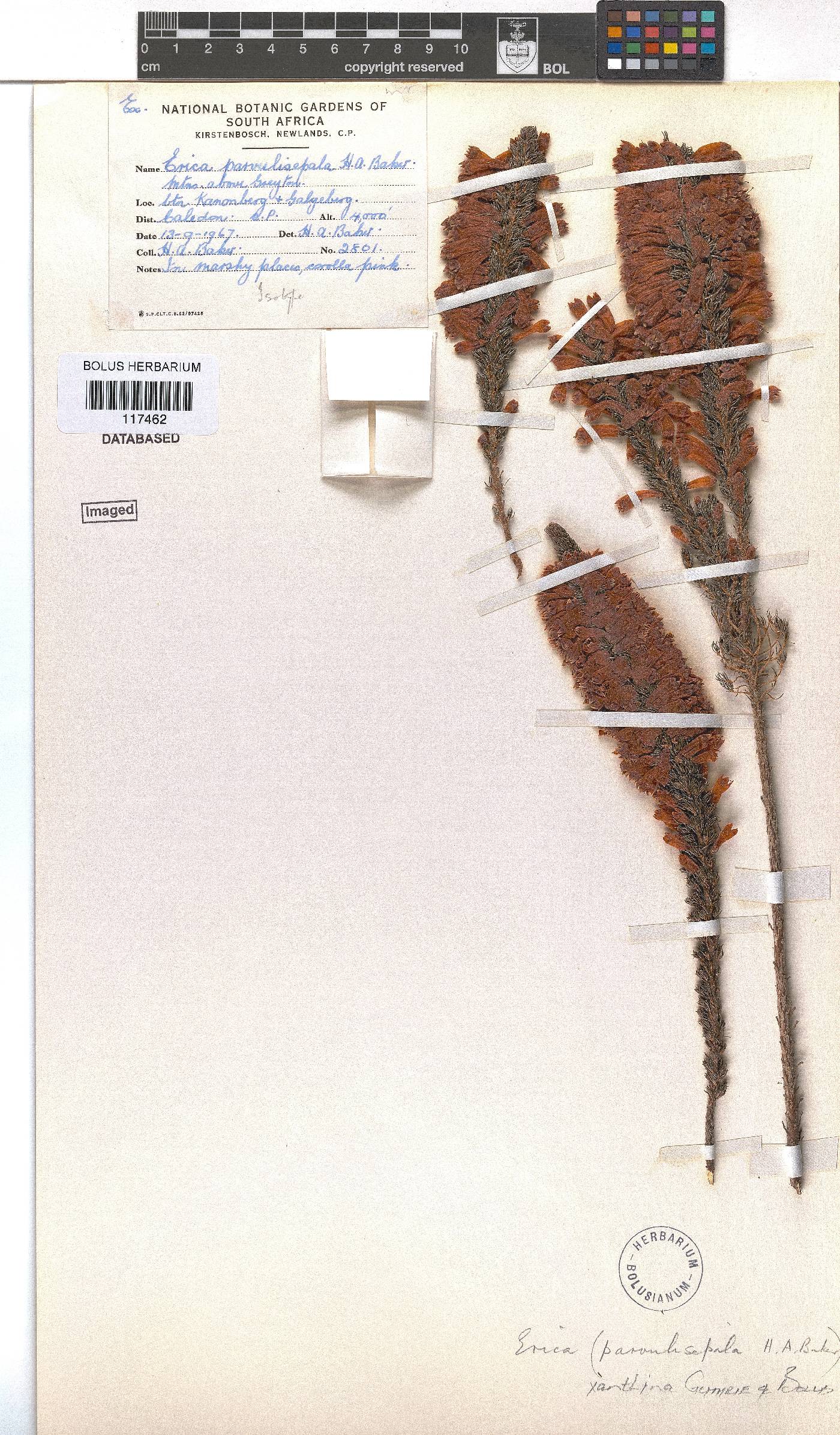 Erica xanthina image