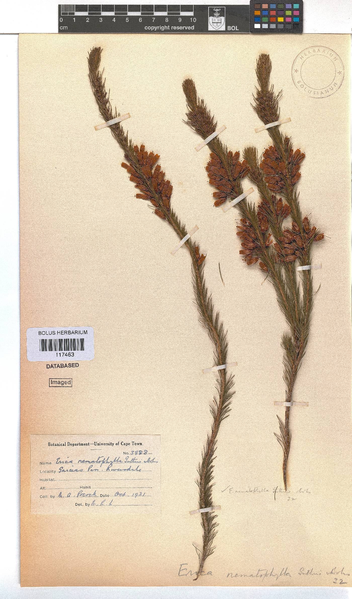 Erica nematophylla image