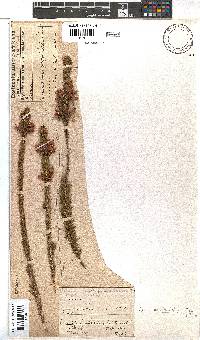 Erica nematophylla image