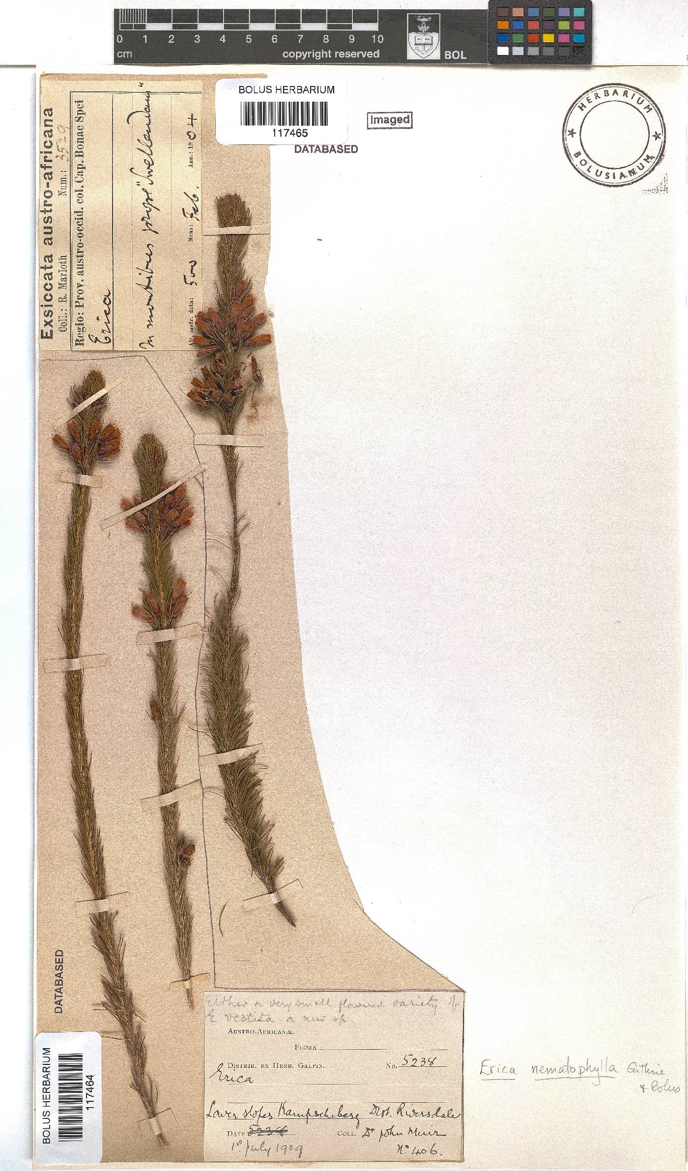 Erica nematophylla image