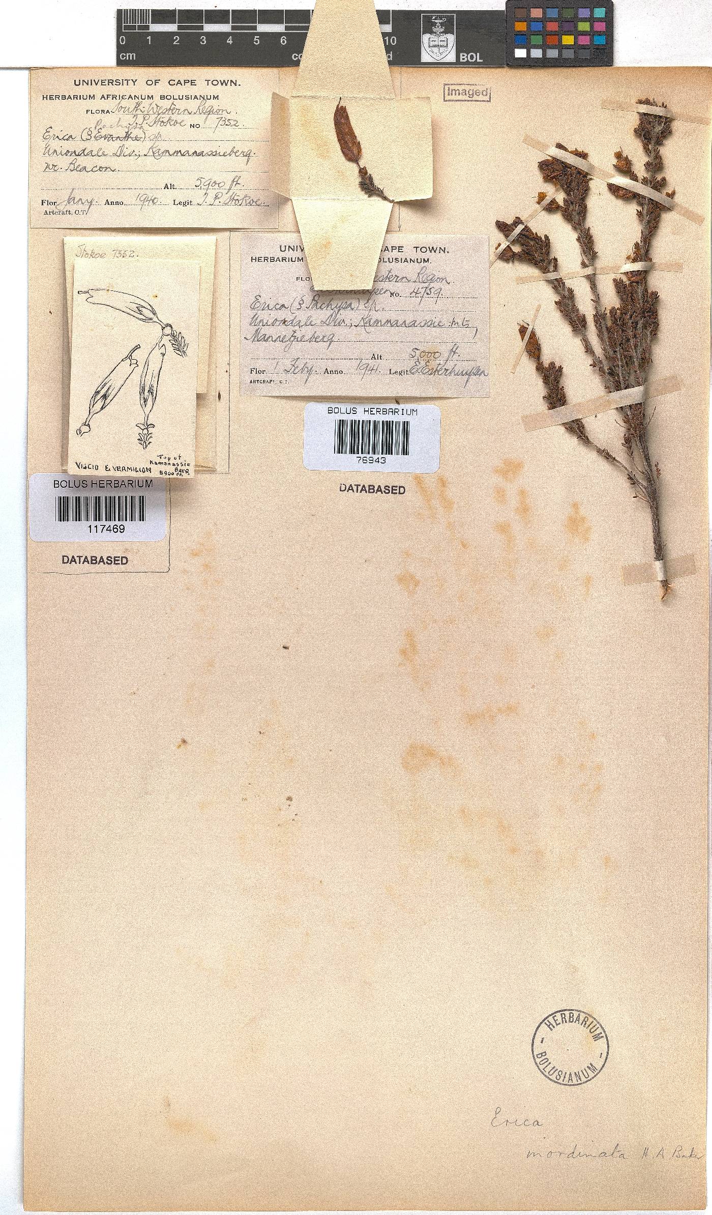 Erica inordinata image