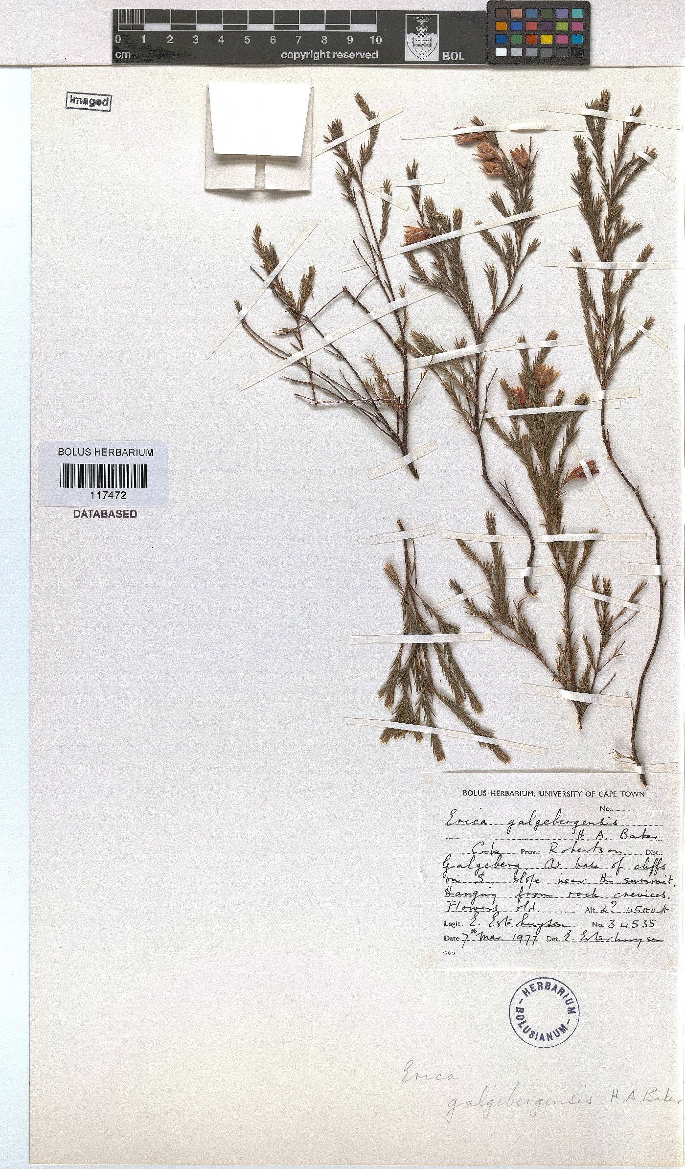 Erica galgebergensis image