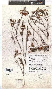 Erica vallis-aranearum image