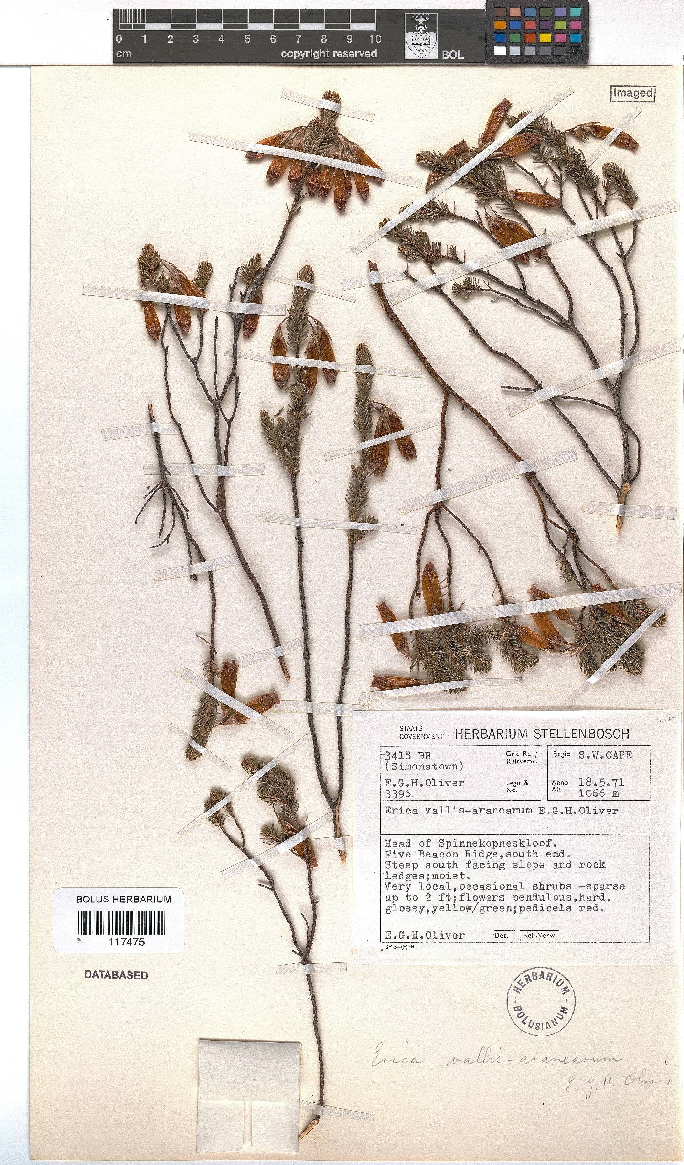 Erica vallis-aranearum image