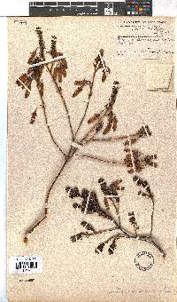 Erica vallis-aranearum image