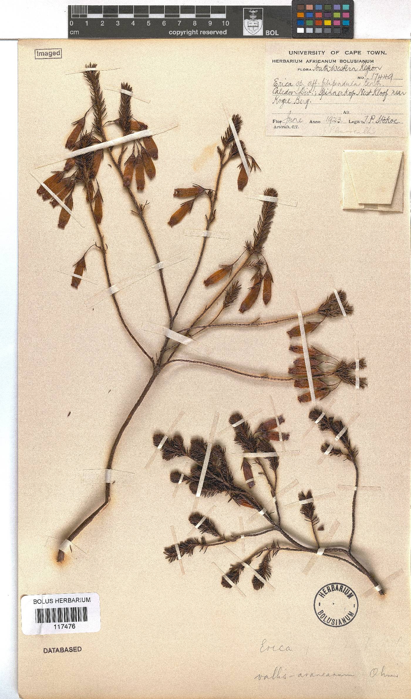 Erica vallis-aranearum image