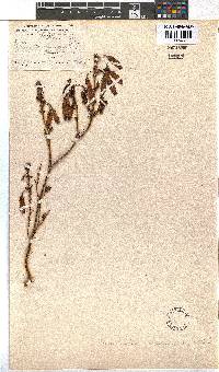 Erica vallis-aranearum image