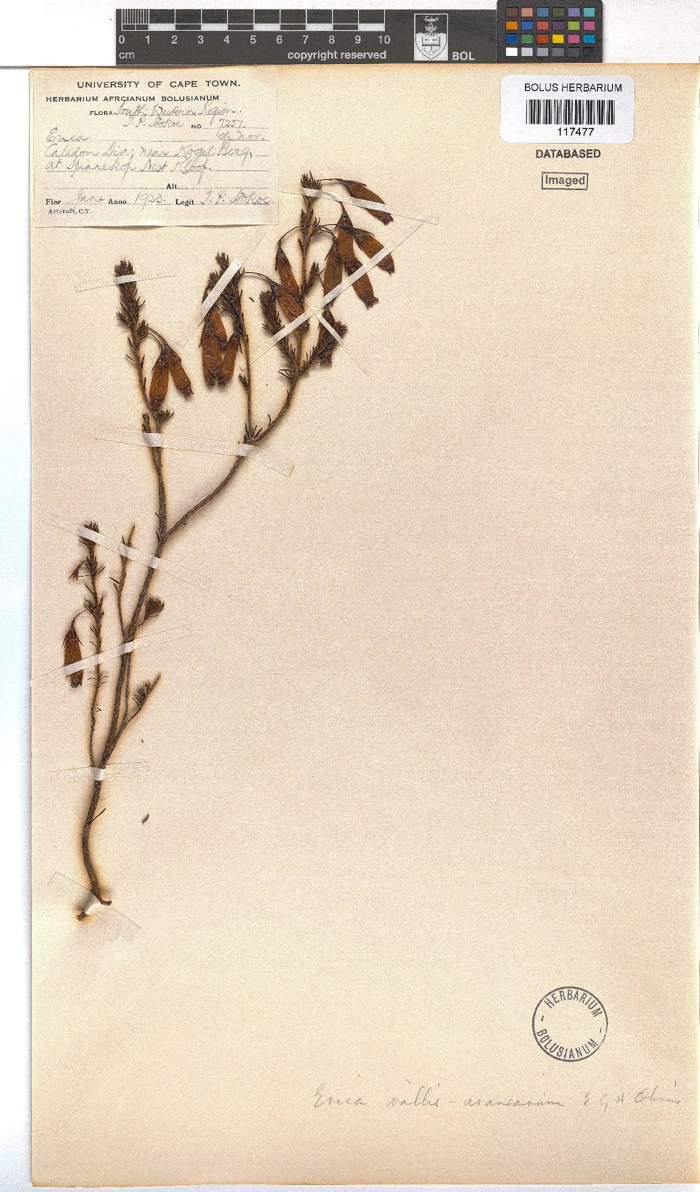 Erica vallis-aranearum image