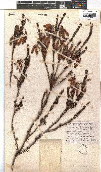 Erica vallis-aranearum image