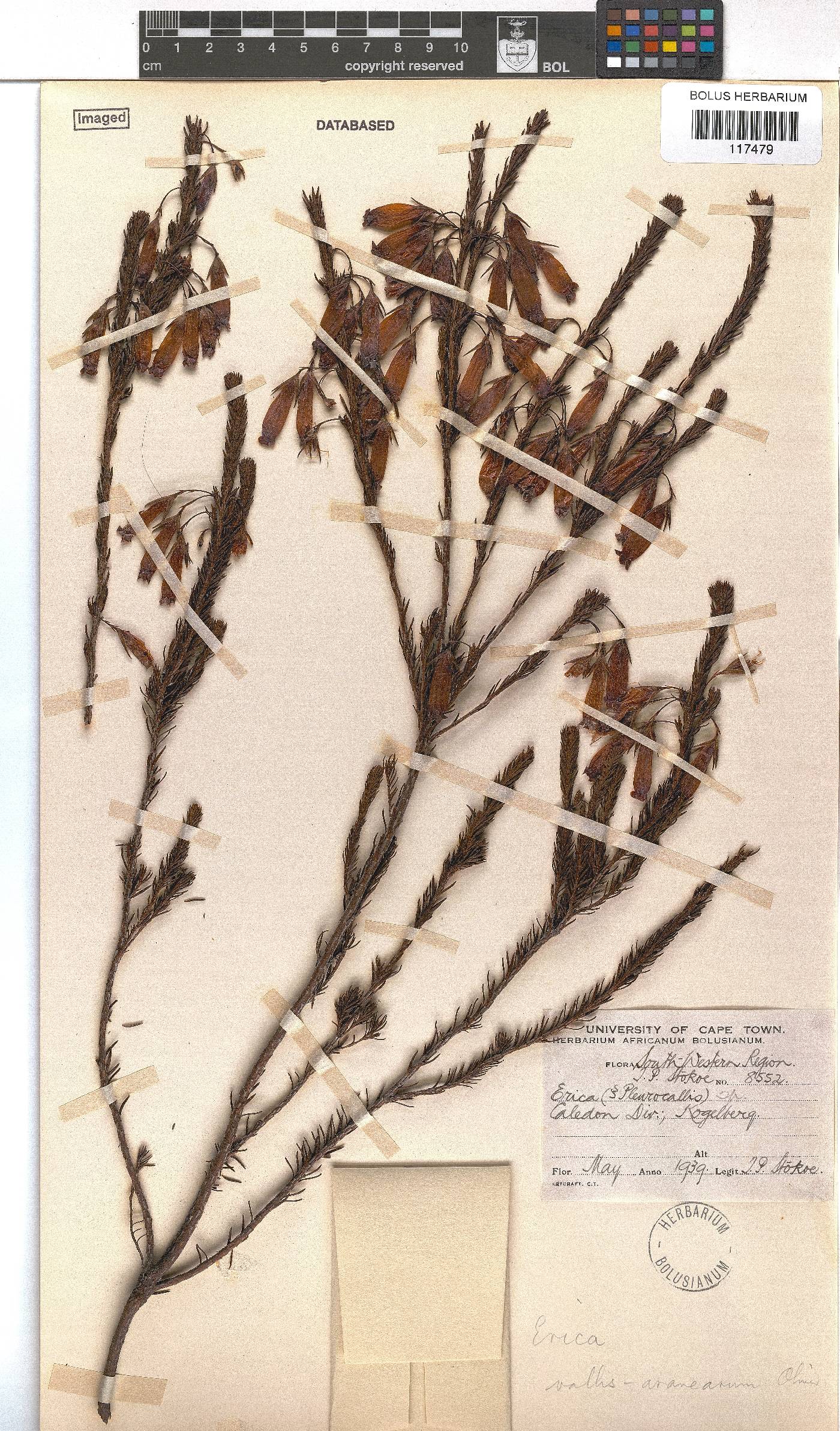 Erica vallis-aranearum image