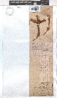 Erica shannonea image