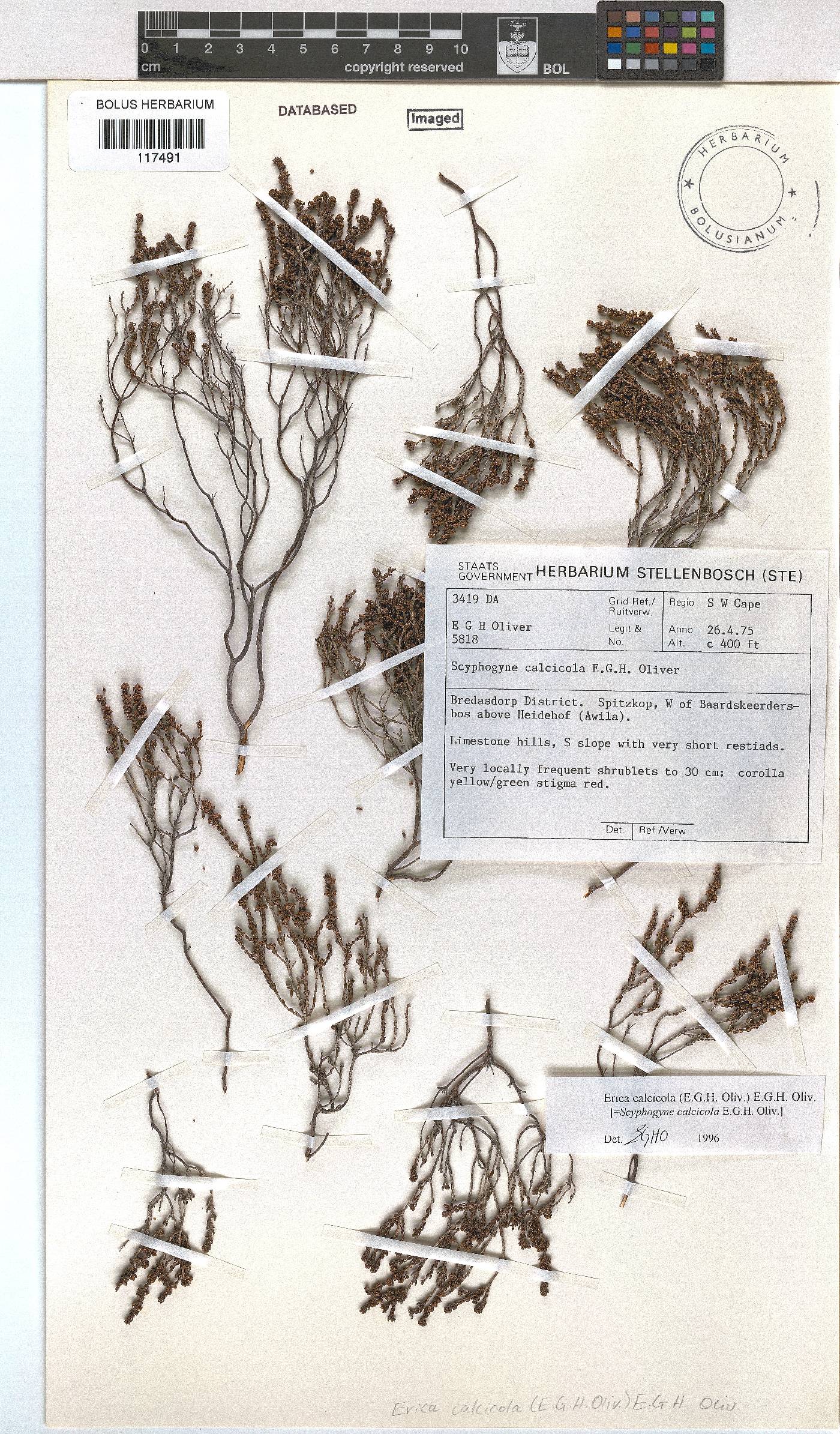 Erica calcicola image