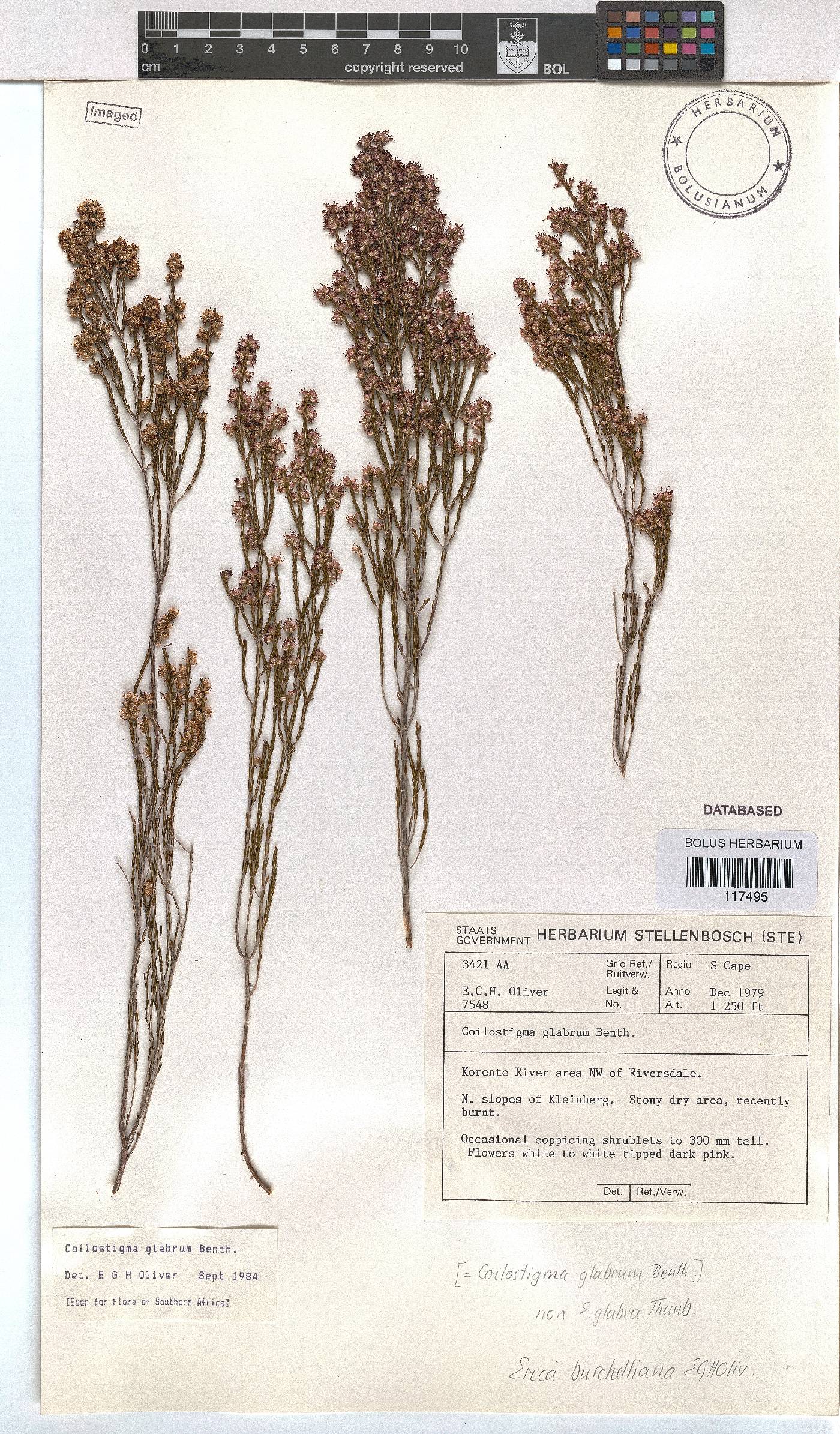 Erica burchelliana image