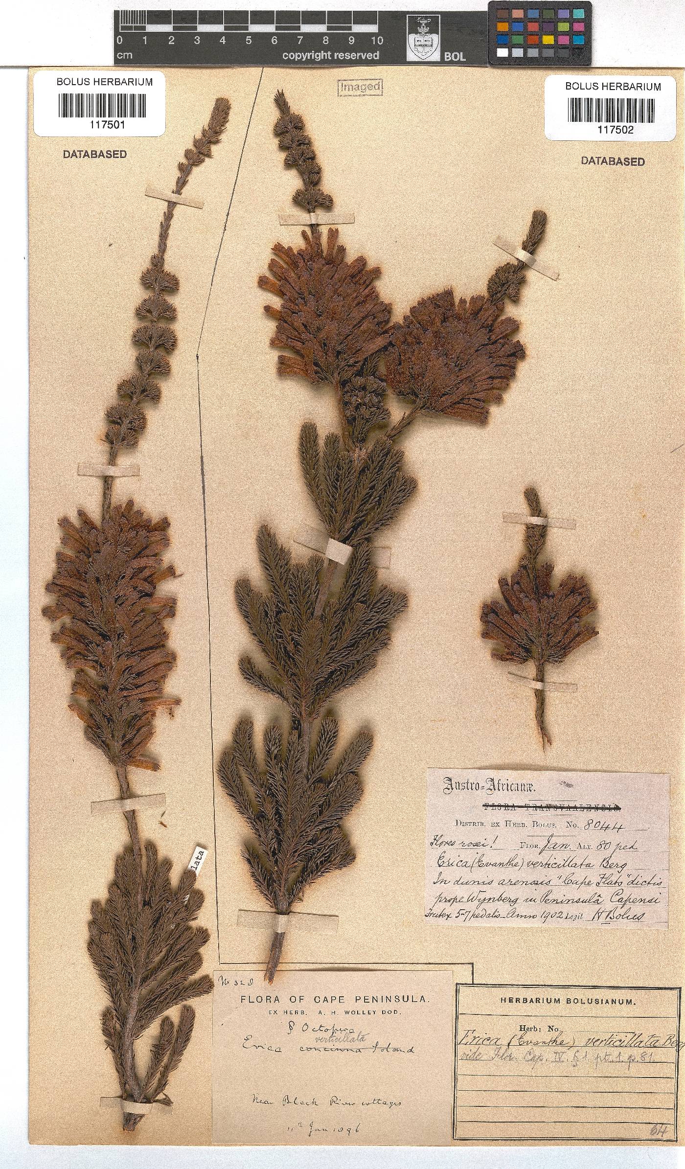 Erica verticillata image