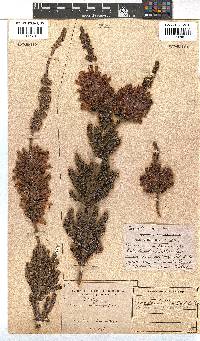 Erica verticillata image