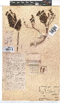 Erica verticillata image