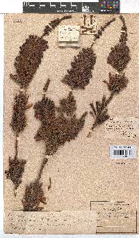 Erica verticillata image