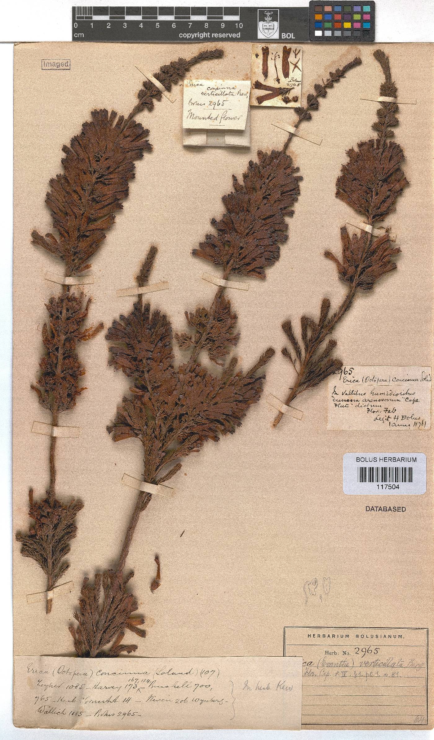 Erica verticillata image