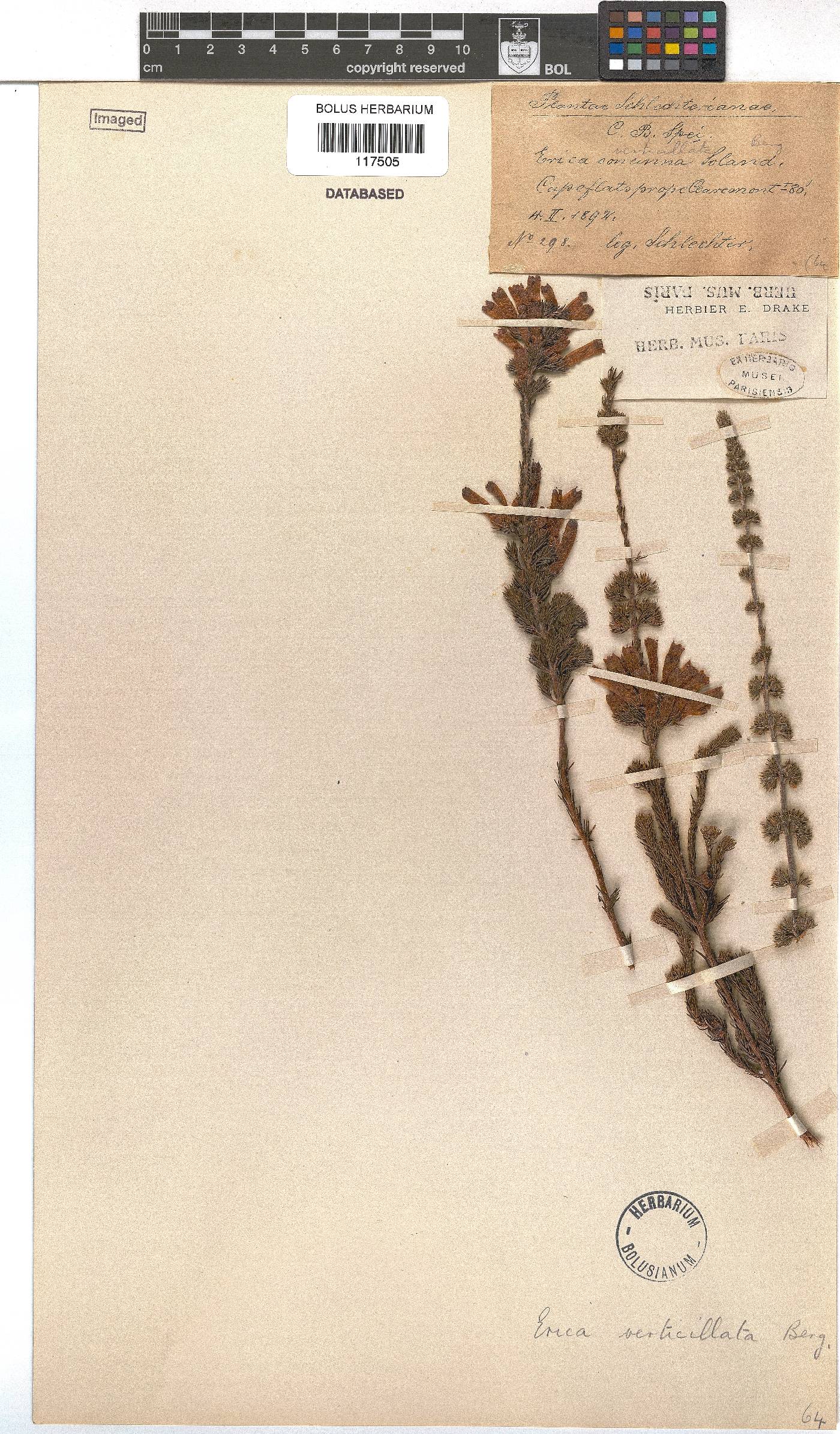 Erica verticillata image