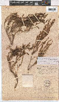 Erica zeyheriana image