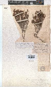 Erica zeyheriana image