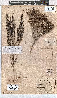 Erica zeyheriana image