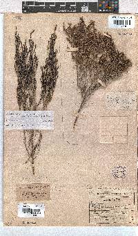 Erica zeyheriana image