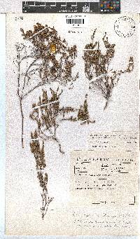 Erica zeyheriana image