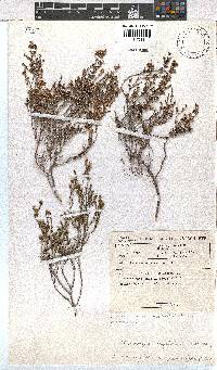 Erica zeyheriana image