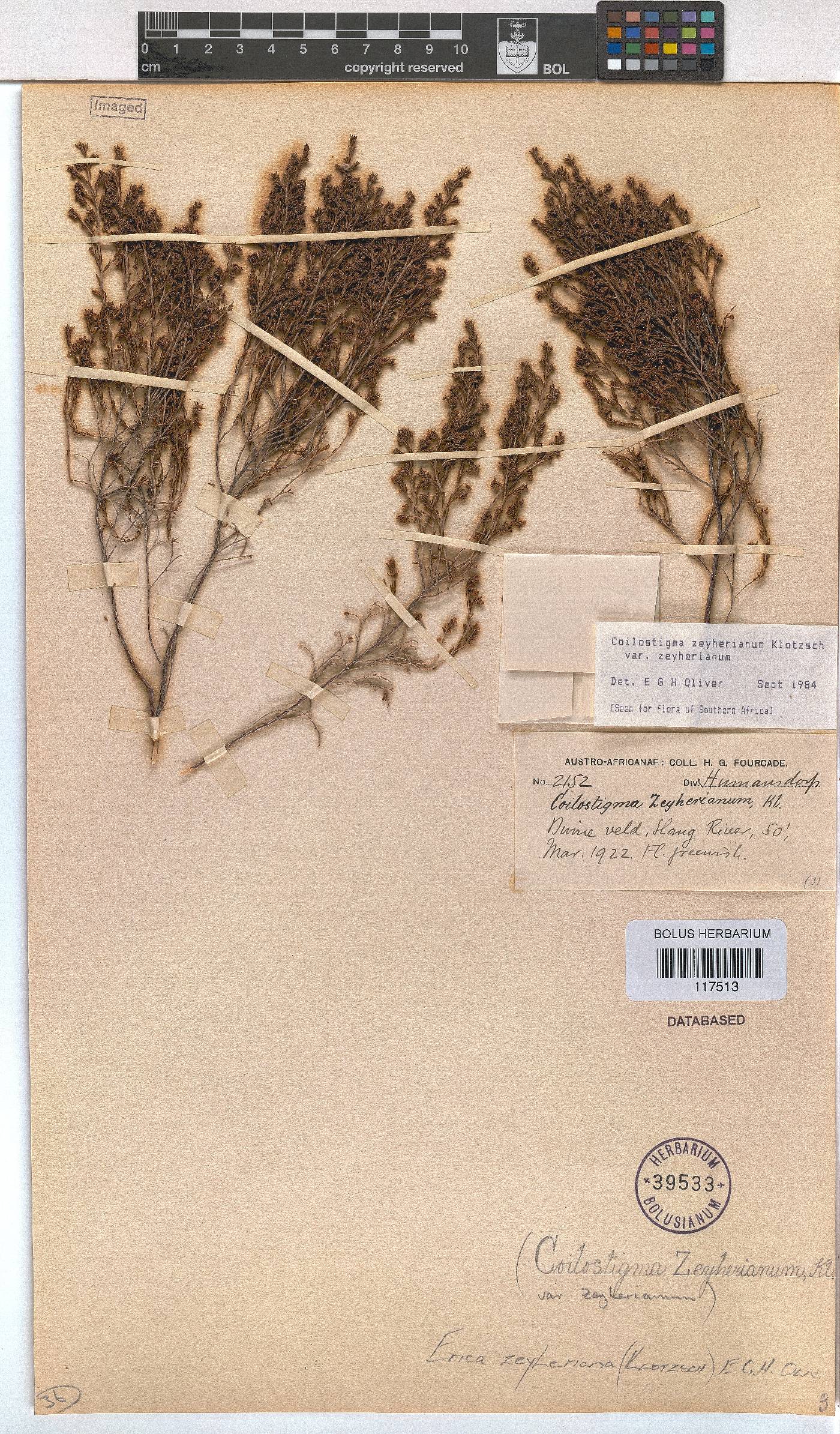 Erica zeyheriana image