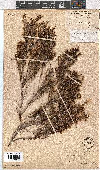 Erica zeyheriana image