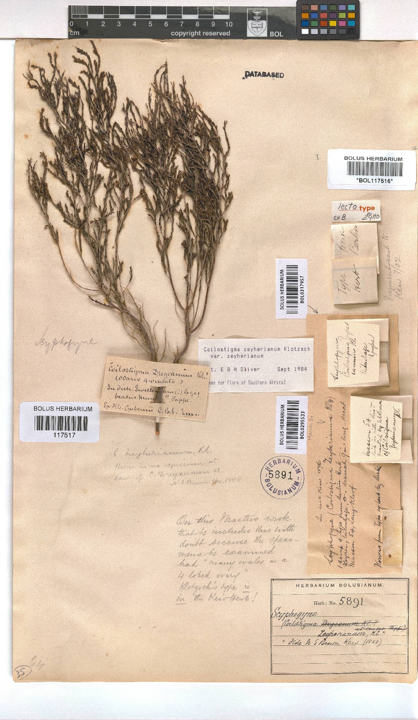 Erica zeyheriana image