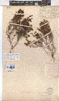 Erica zeyheriana image