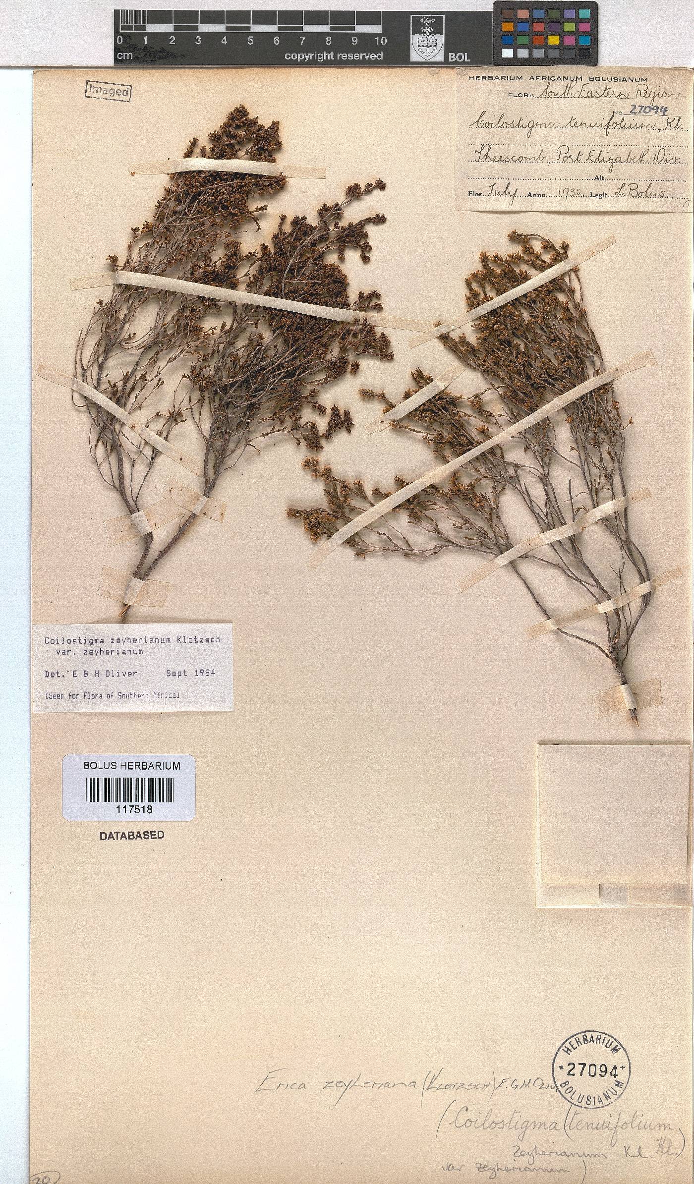 Erica zeyheriana image