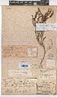 Erica zeyheriana image