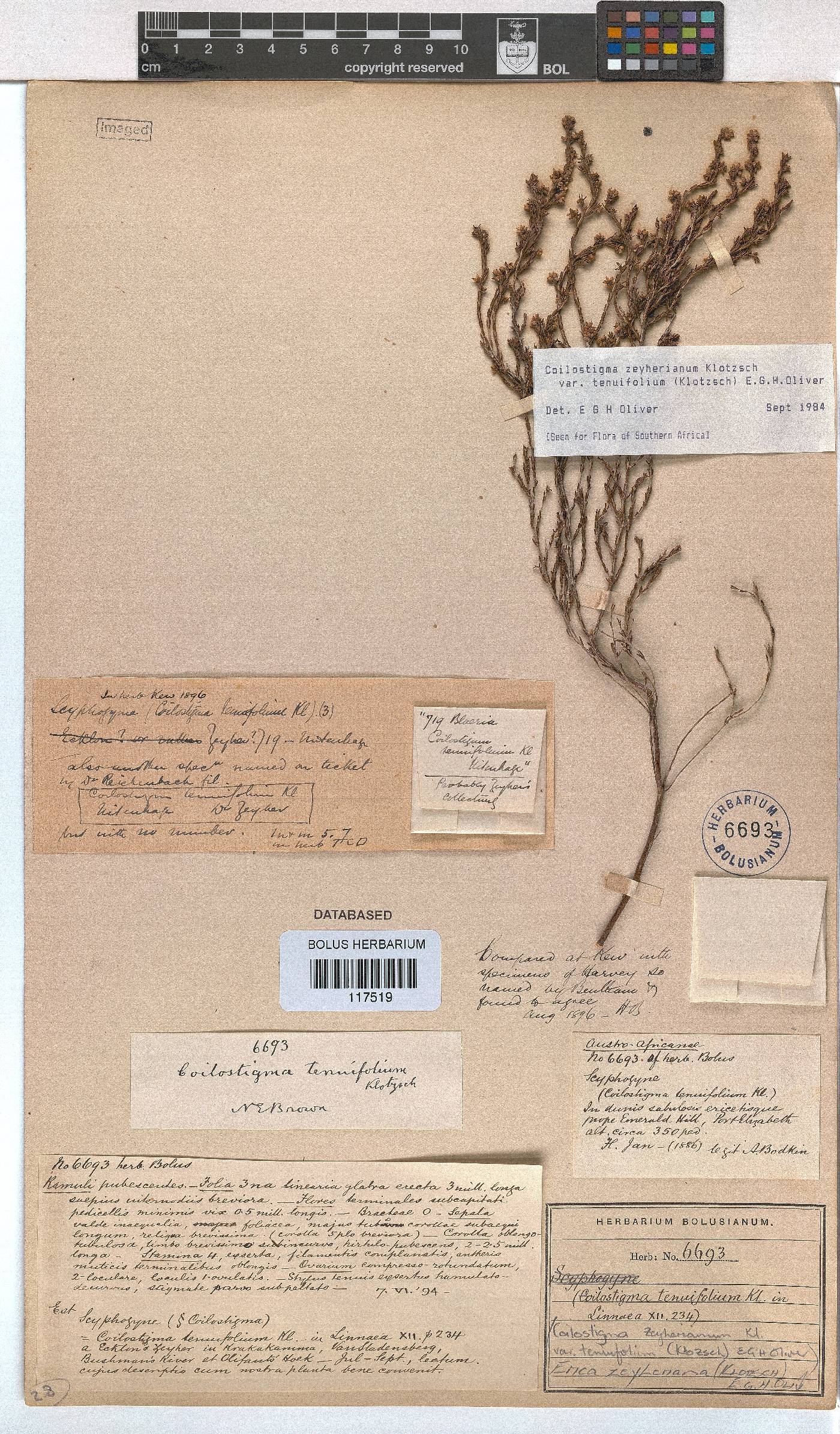 Erica zeyheriana image