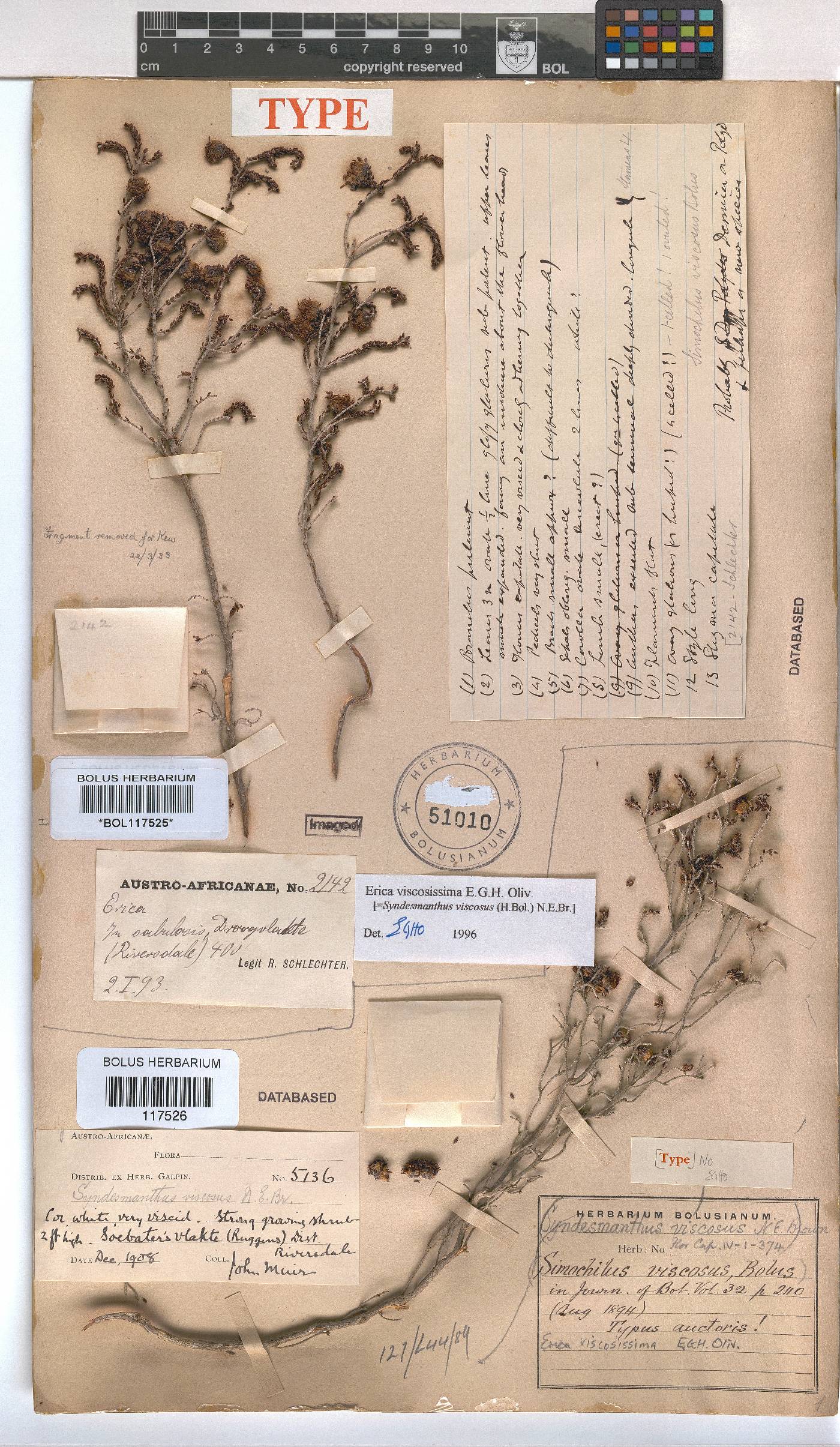 Erica viscosissima image