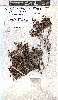 Erica interrupta image