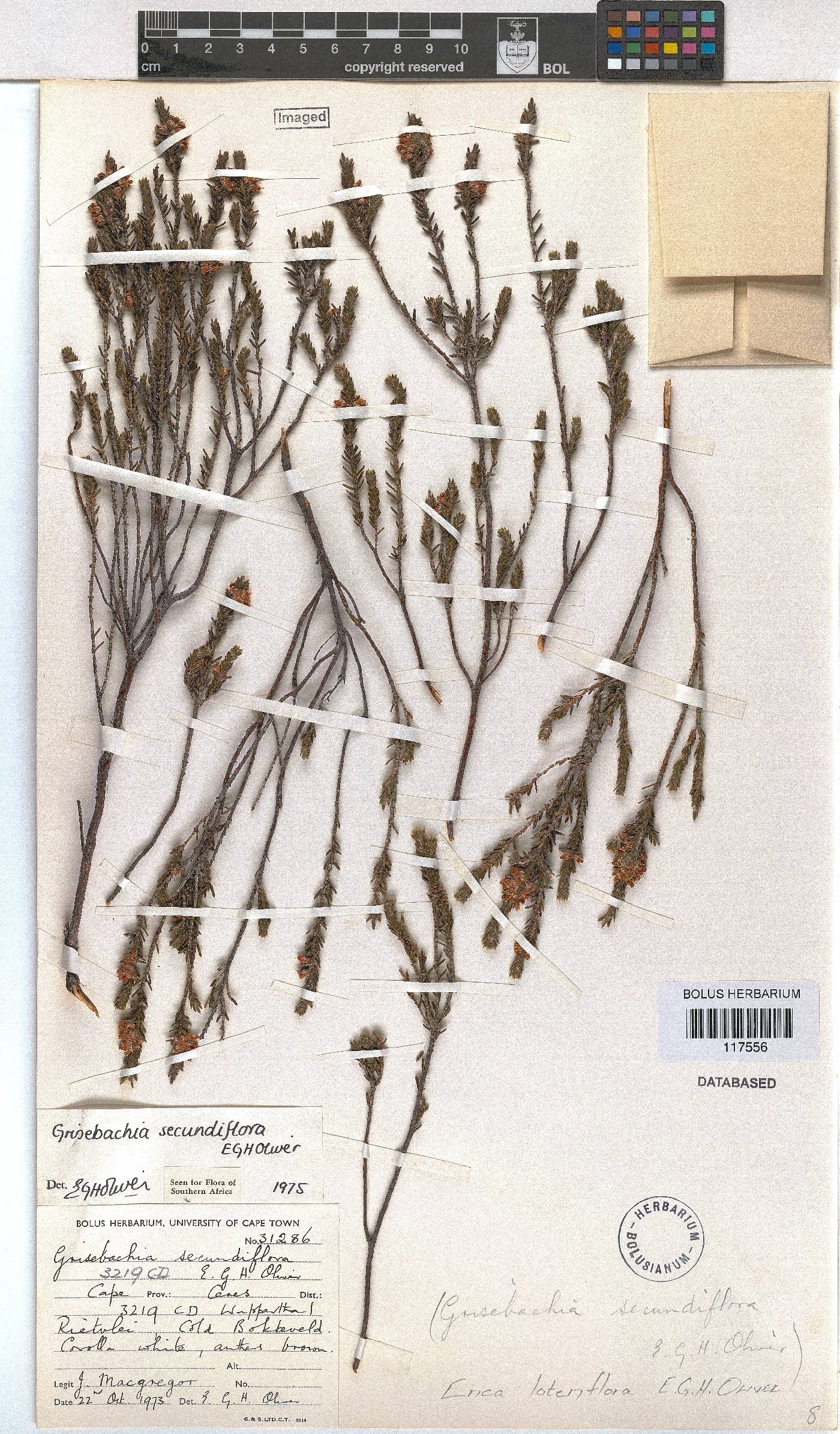 Erica lateriflora image