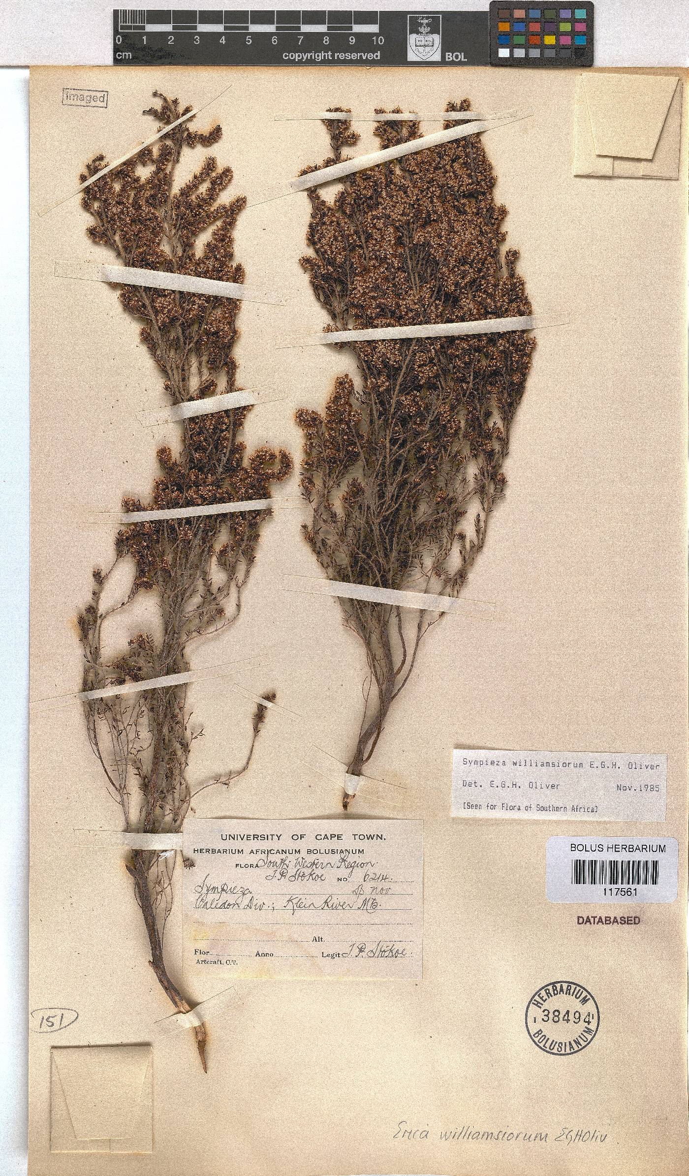 Erica williamsiorum image