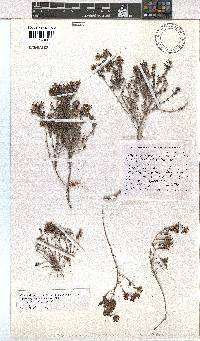 Erica radicans subsp. radicans image